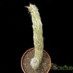 Collecion de Avonia
