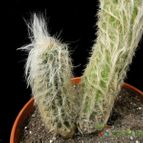 Collecion de Avonia