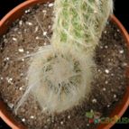 Collecion de Avonia