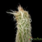 Collecion de Avonia