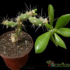 Collecion de Avonia