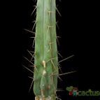 Collecion de Avonia