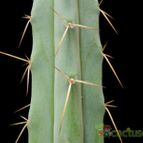Collecion de Avonia