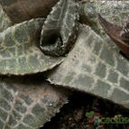 Collecion de Avonia