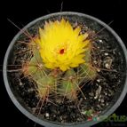 Collecion de Avonia