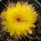 Collecion de Avonia