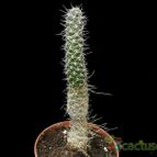 Collecion de Avonia