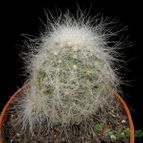 Collecion de Avonia