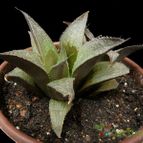 Collecion de Avonia