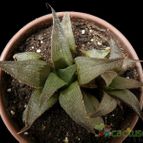 Collecion de Avonia
