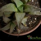 Collecion de Avonia
