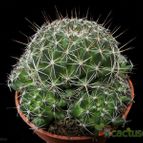 Collecion de Avonia