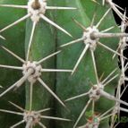 Collecion de Avonia