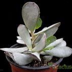 Collecion de Avonia