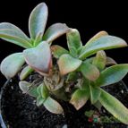 Collecion de Avonia