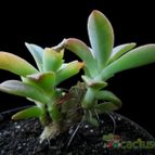 Collecion de Avonia