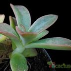 Collecion de Avonia