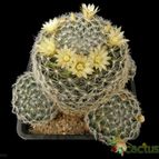 Collecion de Avonia