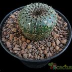 Collecion de Avonia