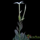 Collecion de Avonia