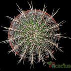 Echinopsis aurea
