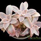 Collecion de Avonia