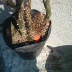 Collecion de BIBIANA15