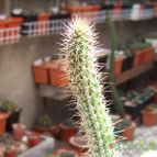 Collecion de Bamba