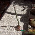 Collecion de Bamba