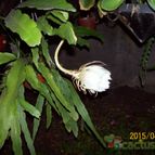 Collecion de Bamba