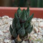 Collecion de Bamba