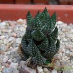 Collecion de Bamba