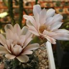 Collecion de Bamba