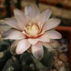 Collecion de Bamba