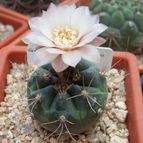 Collecion de Bamba