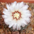 Collecion de Bamba