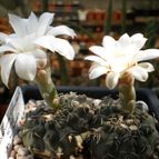 Collecion de Bamba