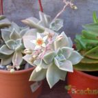 Collecion de Bamba