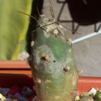 Collecion de Bamba