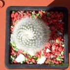 Collecion de Bamba
