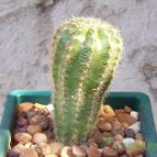 Collecion de Bamba
