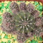 Collecion de Bamba