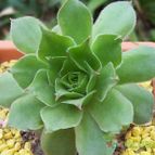 Collecion de Bamba