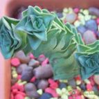 Collecion de Bamba