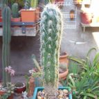 Collecion de Bamba