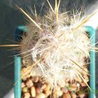 Collecion de Bamba