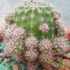 Collecion de Bamba