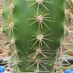 Collecion de Bamba