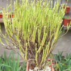Collecion de Bamba
