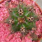 Collecion de Bamba